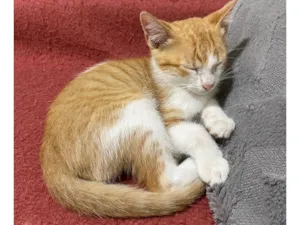 Gato raça SRD-ViraLata idade Abaixo de 2 meses nome Ferrugem