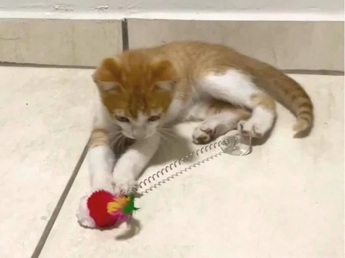 Gato raça SRD-ViraLata idade Abaixo de 2 meses nome Ferrugem