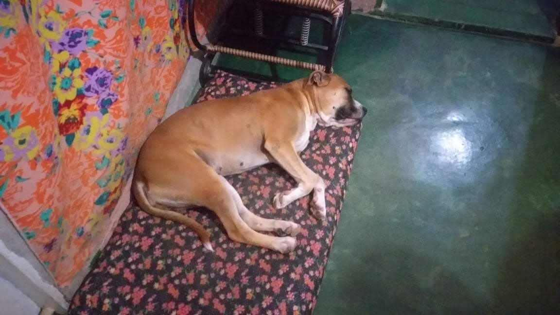Cachorro raça Pit-Bull idade 4 anos nome Jade