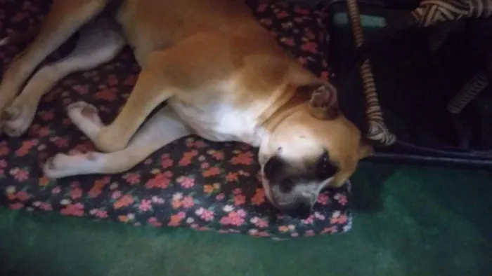 Cachorro raça Pit-Bull idade 4 anos nome Jade