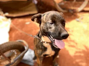 Cachorro raça SRD-ViraLata idade 1 ano nome Max