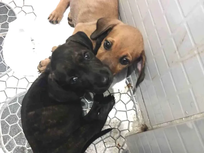 Cachorro raça SRD-ViraLata idade 2 a 6 meses nome Belina