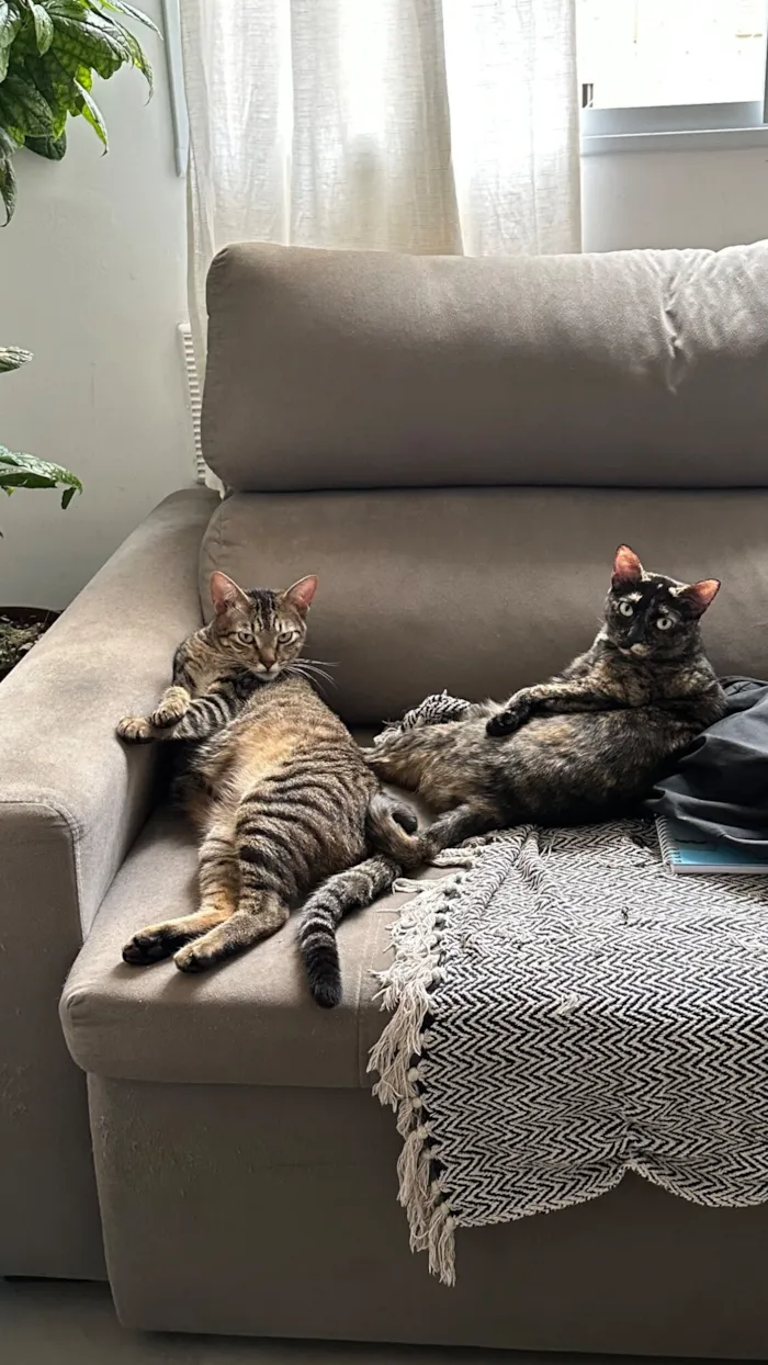 Gato raça SRD-ViraLata idade 4 anos nome Kali 