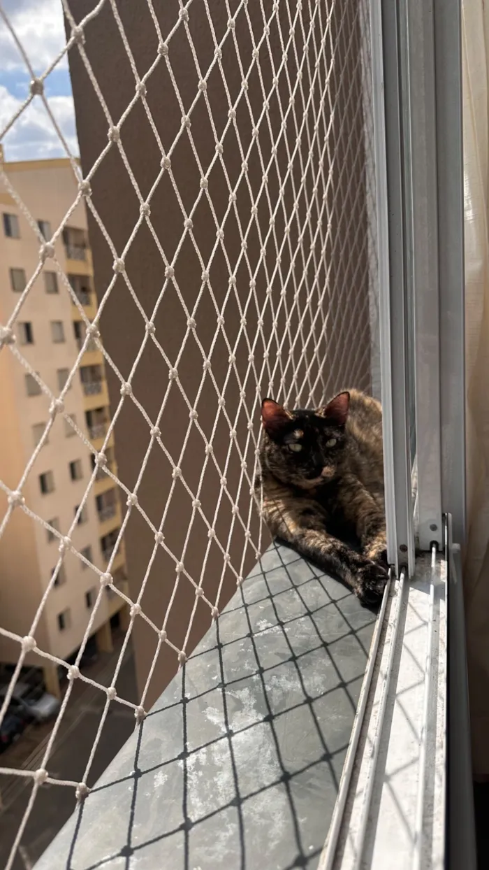 Gato raça SRD-ViraLata idade 4 anos nome Kali 