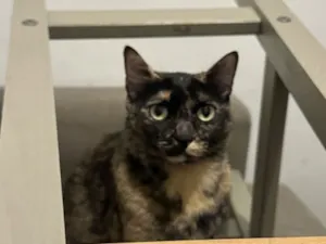 Gato raça SRD-ViraLata idade 4 anos nome Kali 