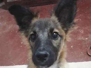 Cachorro raça SRD-ViraLata idade 2 anos nome Apollo