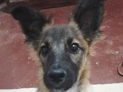 Cachorro raça SRD-ViraLata idade 2 anos nome Apollo