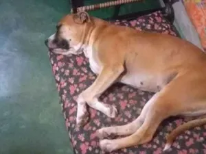 Cachorro raça Pit-Bull idade 4 anos nome Jade
