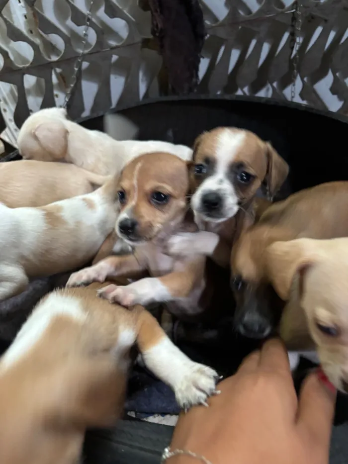 Cachorro raça SRD-ViraLata idade Abaixo de 2 meses nome Sem nomes 