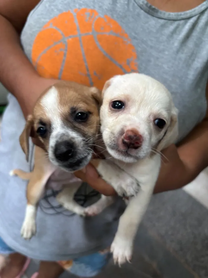Cachorro raça SRD-ViraLata idade Abaixo de 2 meses nome Sem nomes 