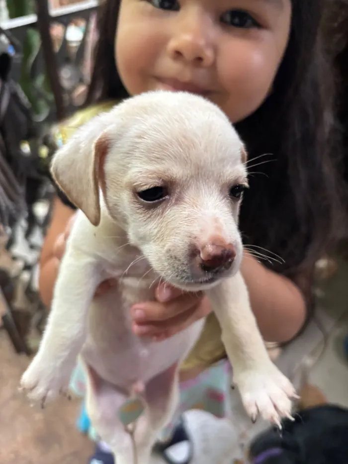 Cachorro raça SRD-ViraLata idade Abaixo de 2 meses nome Sem nomes 