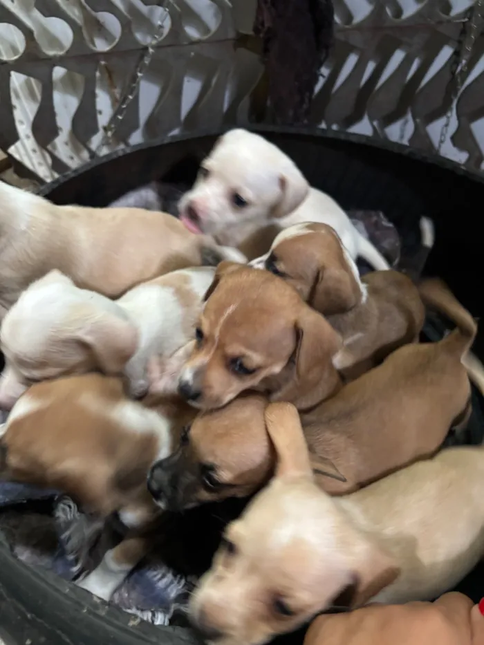 Cachorro raça SRD-ViraLata idade Abaixo de 2 meses nome Sem nomes 