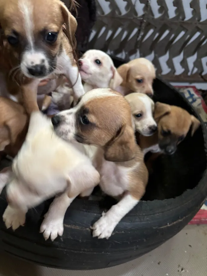 Cachorro raça SRD-ViraLata idade Abaixo de 2 meses nome Sem nomes 