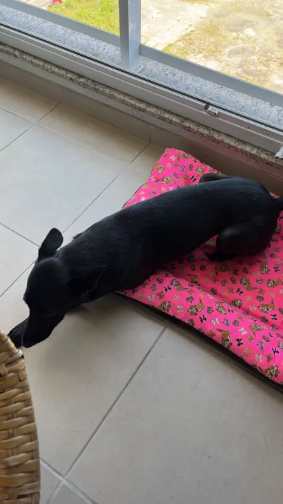 Cachorro raça SRD-ViraLata idade 6 ou mais anos nome Athena 