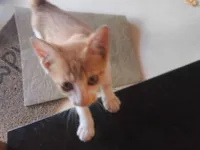 Gato raça SRD-ViraLata idade 2 a 6 meses nome Gata