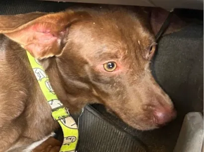 Cachorro raça Basset-Cofap idade 1 ano nome Chocolate 