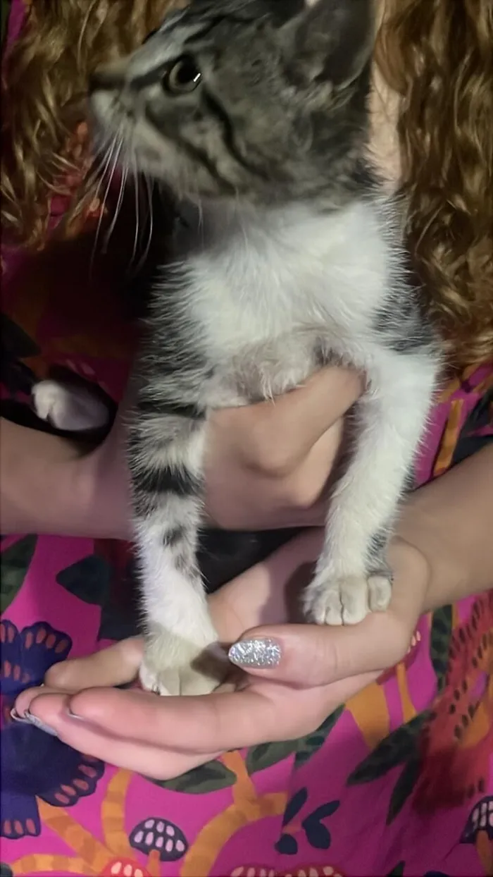 Gato raça SRD-ViraLata idade Abaixo de 2 meses nome Luna