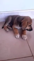 Cachorro raça SRD-ViraLata idade 2 a 6 meses nome Sem nome