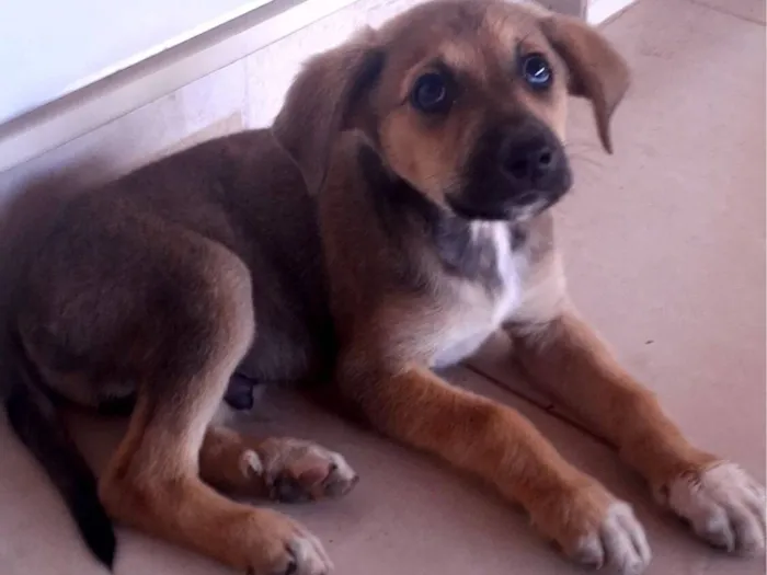 Cachorro raça SRD-ViraLata idade 2 a 6 meses nome Sem nome