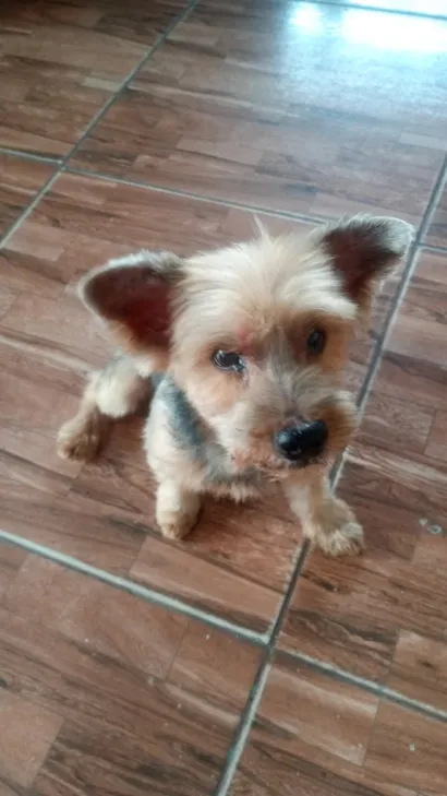 Cachorro raça Yorkshire idade 6 ou mais anos nome Sam