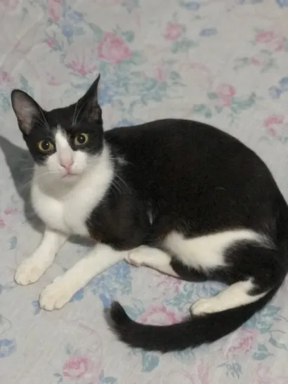 Gato raça SRD-ViraLata idade 7 a 11 meses nome Sem nome