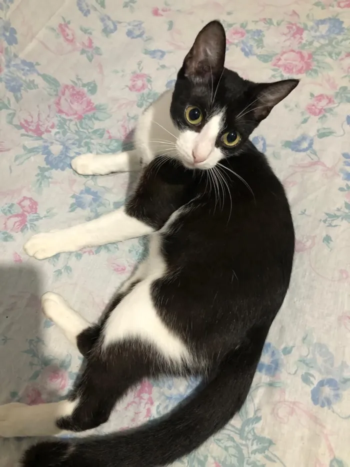 Gato raça SRD-ViraLata idade 7 a 11 meses nome Sem nome