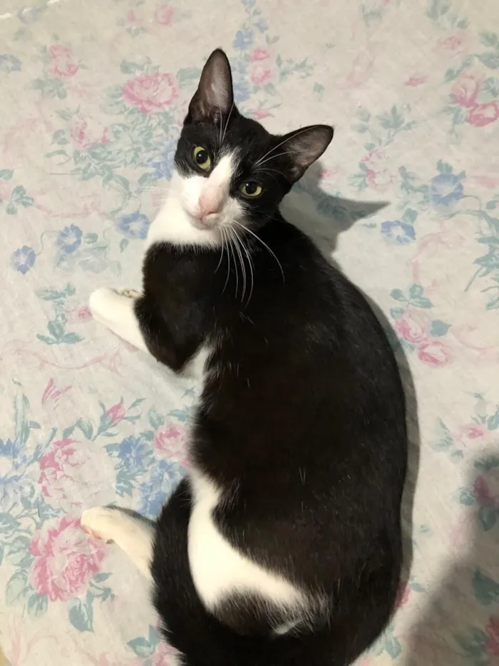 Gato raça SRD-ViraLata idade 7 a 11 meses nome Sem nome