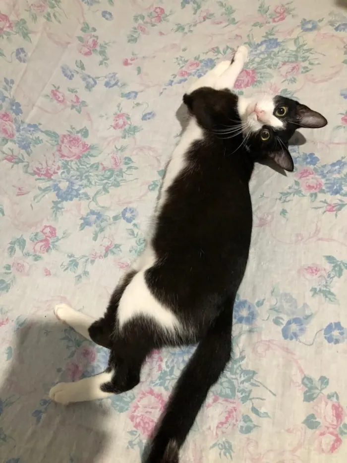 Gato raça SRD-ViraLata idade 7 a 11 meses nome Sem nome