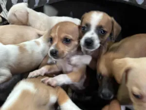 Cachorro raça SRD-ViraLata idade Abaixo de 2 meses nome Sem nomes 