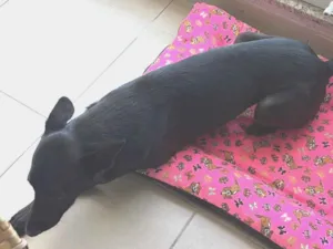 Cachorro raça SRD-ViraLata idade 6 ou mais anos nome Athena 