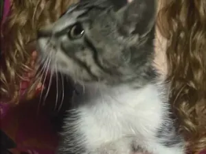 Gato raça SRD-ViraLata idade Abaixo de 2 meses nome Luna
