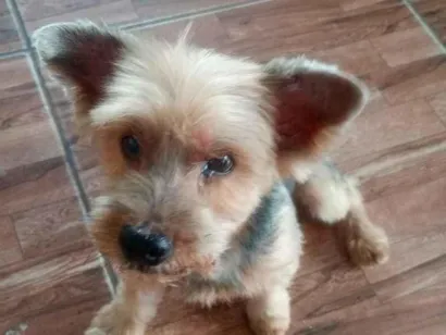 Cachorro raça Yorkshire idade 6 ou mais anos nome Sam