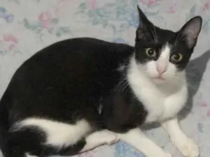 Gato raça SRD-ViraLata idade 7 a 11 meses nome Sem nome