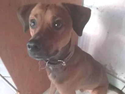 Cachorro raça Basset-Cofap idade 7 a 11 meses nome Paçoca 