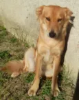 Cachorro raça SRD-ViraLata idade 3 anos nome Raposa