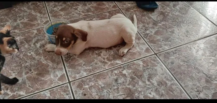 Cachorro raça SRD-ViraLata idade 2 a 6 meses nome sem nome