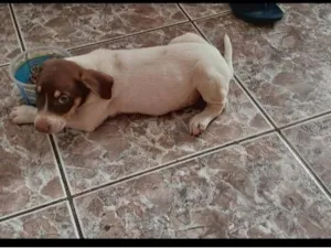 Cachorro raça SRD-ViraLata idade 2 a 6 meses nome sem nome