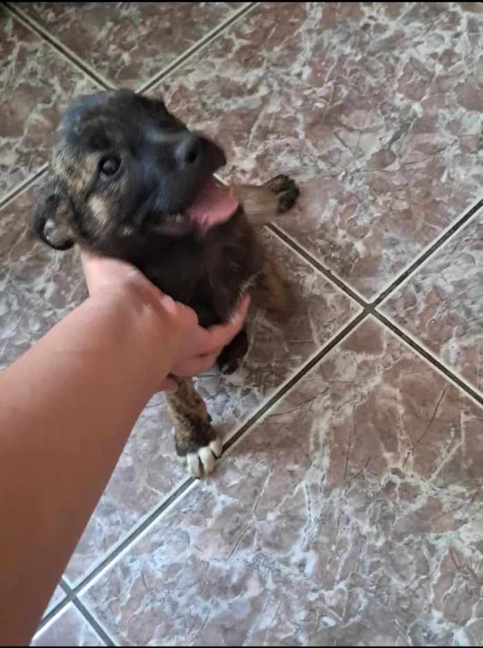 Cachorro raça SRD-ViraLata idade 2 a 6 meses nome sem nome