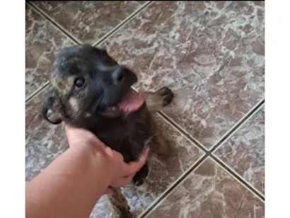 Cachorro raça SRD-ViraLata idade 2 a 6 meses nome sem nome
