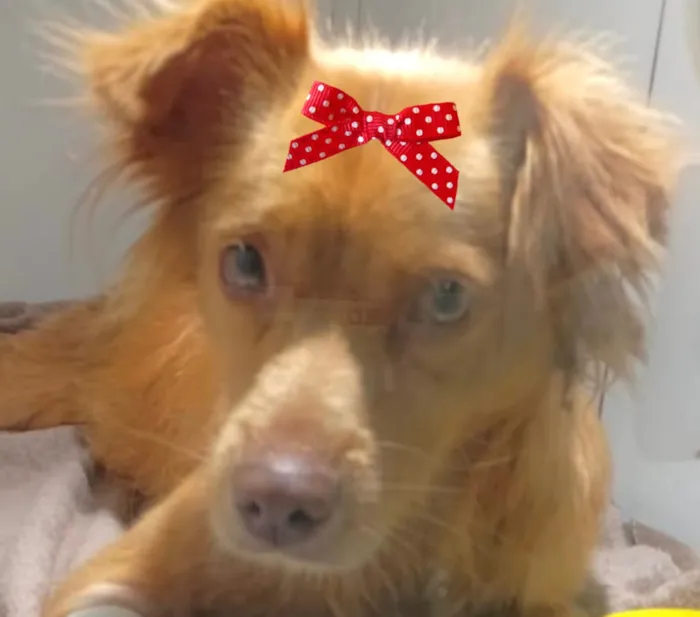 Cachorro raça Shnauzer idade 1 ano nome Mel 