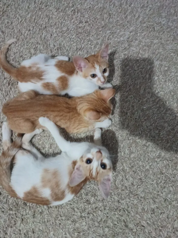 Gato raça SRD-ViraLata idade 2 a 6 meses nome Duas fêmeas amarela com branca e macho amarelo 3 meses.