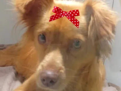 Cachorro raça Shnauzer idade 1 ano nome Mel 