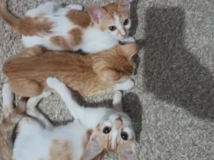 Gato raça SRD-ViraLata idade 2 a 6 meses nome Duas fêmeas amarela com branca e macho amarelo 3 meses.