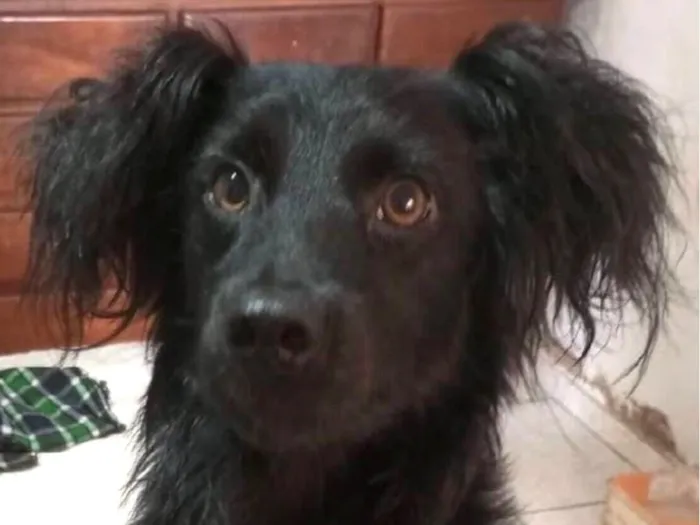 Cachorro raça Shnauzer idade 1 ano nome Luke 