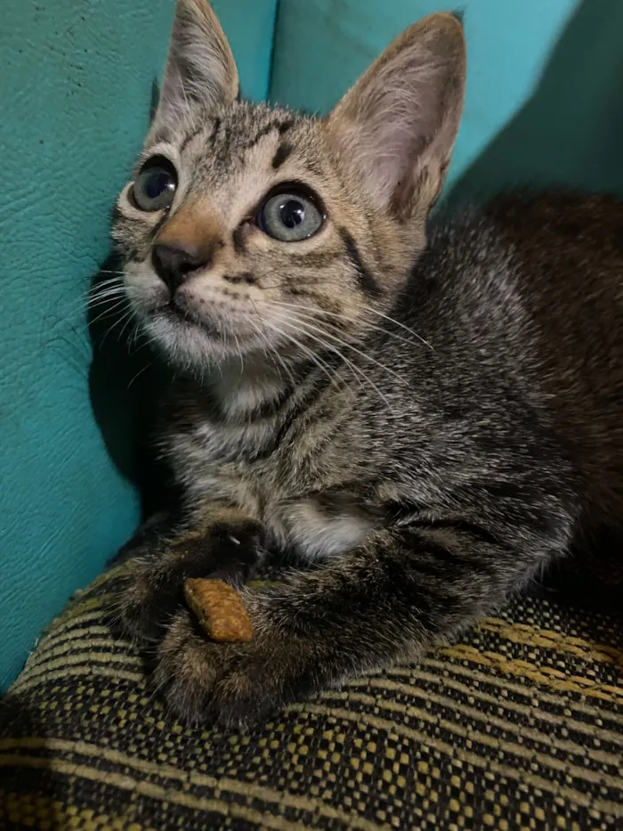 Gato raça SRD-ViraLata idade Abaixo de 2 meses nome Rajadinha 