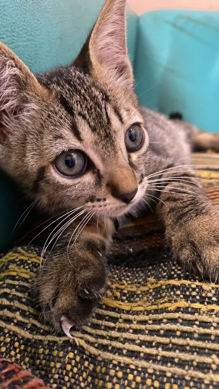 Gato raça SRD-ViraLata idade Abaixo de 2 meses nome Rajadinha 