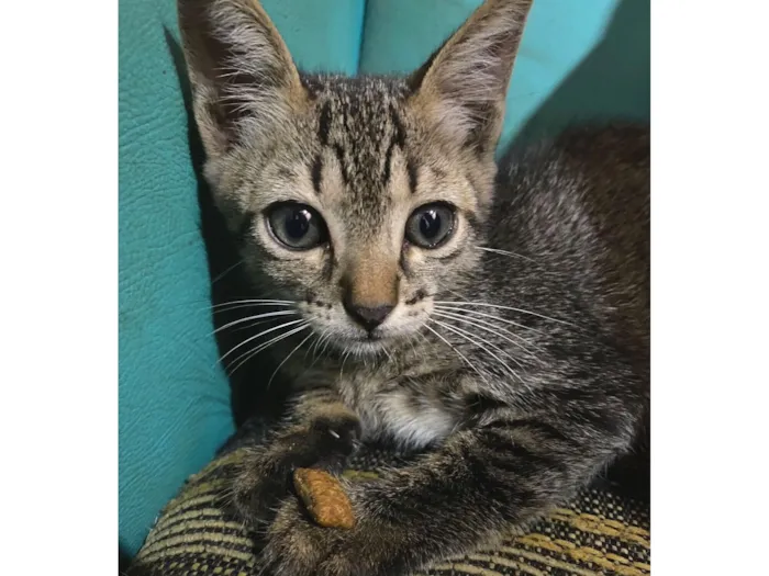 Gato raça SRD-ViraLata idade Abaixo de 2 meses nome Rajadinha 