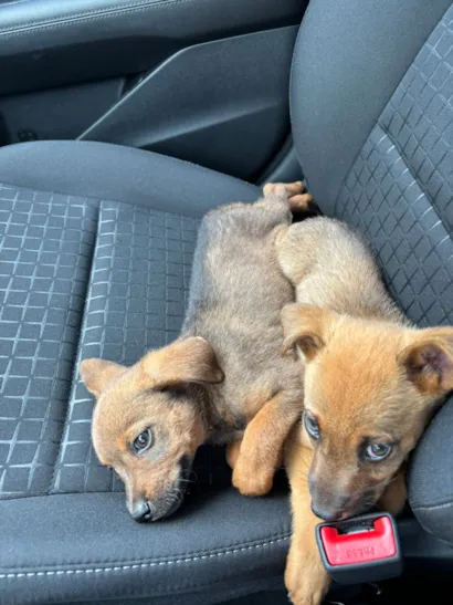 Cachorro raça SRD-ViraLata idade 2 a 6 meses nome Caramelos! ????