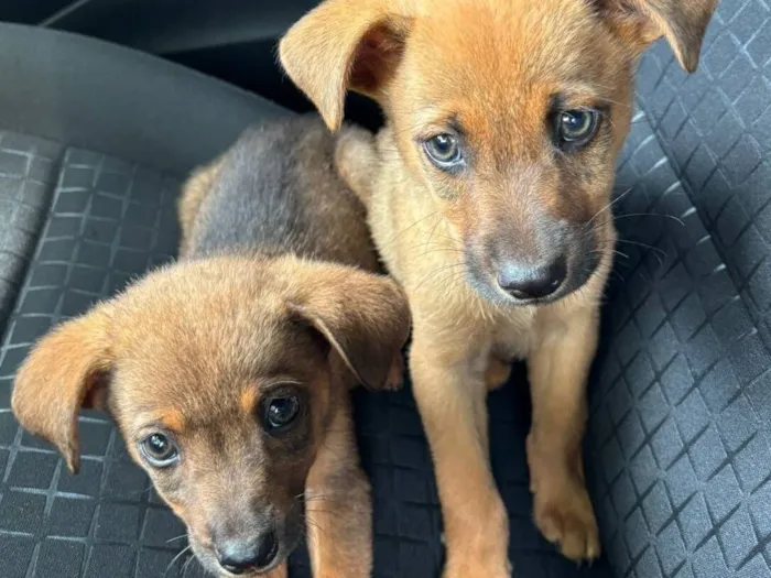 Cachorro raça SRD-ViraLata idade 2 a 6 meses nome Caramelos! 