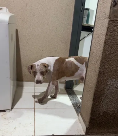 Cachorro raça Pit-Bull idade 7 a 11 meses nome Thor